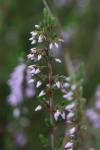 Calluna vulgaris