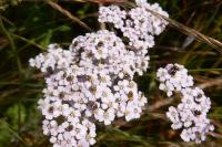 Achillea millefolium