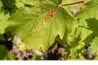 Acer pseudoplatanus