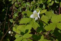 Rubus fruticosus