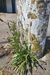 Plantago lanceolata