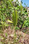 Hordeum murinum