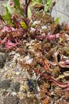 Sedum album