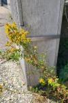 Hypericum perforatum