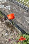 Papaver rhoeas