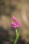 Anacamptis pyramidalis