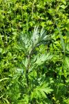 Artemisia vulgaris