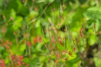 Anisantha sterilis