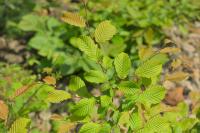 Carpinus betulus