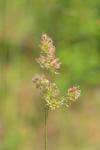 Dactylis glomerata