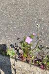 Epilobium tetragonum