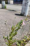 Epilobium tetragonum