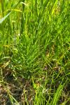 Equisetum arvense