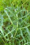 Eryngium campestre