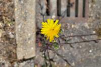 Picris hieracioides