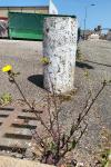 Picris hieracioides