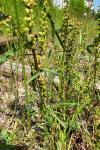 Rumex crispus