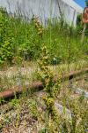 Rumex crispus