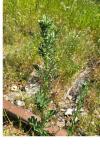 Senecio