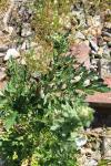 Senecio