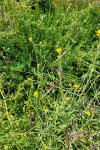 Sisymbrium officinale