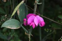 Lathyrus latifolius