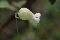 Silene vulgaris