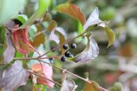 Cornus sanguinea