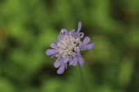 Scabiosa columbaria