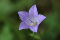 Campanula rotundifolia