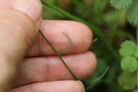Campanula rotundifolia
