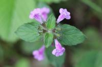 Clinopodium vulgare