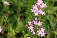 Centaurium erythraea