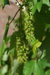 Acer pseudoplatanus