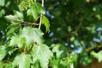 Acer pseudoplatanus