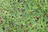 Pilosella officinarum
