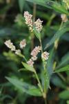 Persicaria maculosa