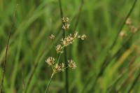 Juncus acutiflorus
