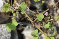 Geranium rotundifolium