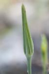 Tragopogon pratensis