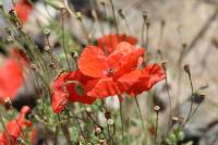 Papaver rhoeas