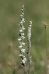 Spiranthes spiralis