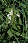 Lamium album