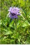 Succisa pratensis