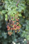 Rubus ulmifolius