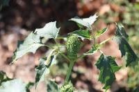 Datura stramonium