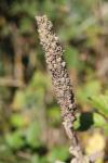 Verbascum densiflorum