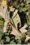 Verbascum densiflorum