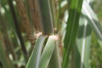 Miscanthus