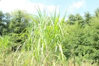 Miscanthus